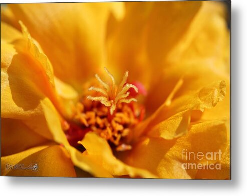 Mccombie Metal Print featuring the photograph Portulaca named Sundial Gold #5 by J McCombie