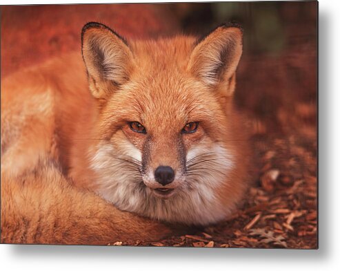 Animal Metal Print featuring the photograph Red Fox #3 by Brian Cross