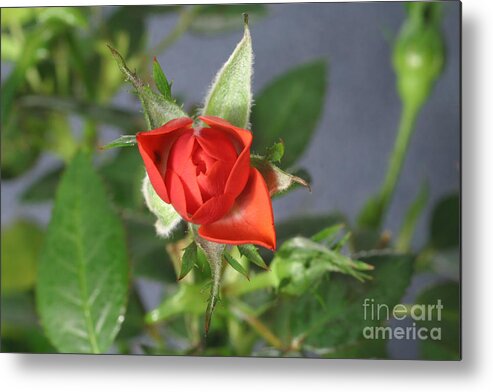 Flora Metal Print featuring the photograph Red Rose Blooming #3 by Ted Kinsman