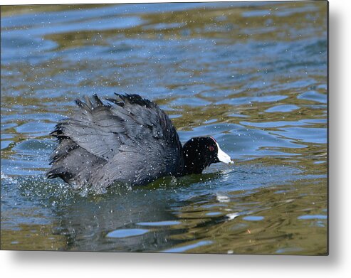 American Coot Metal Print featuring the photograph Shake It Off #3 by Fraida Gutovich