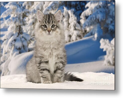 Cat Metal Print featuring the photograph Siberian Cat #3 by Jean-Michel Labat