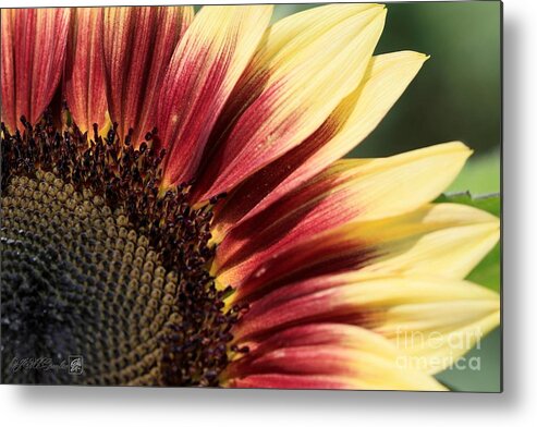 Mccombie Metal Print featuring the photograph Sunflower named Ruby Eclipse #3 by J McCombie