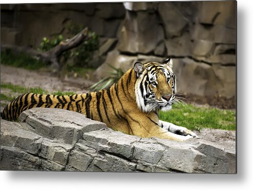 2010 Metal Print featuring the photograph Tiger #3 by Gouzel -