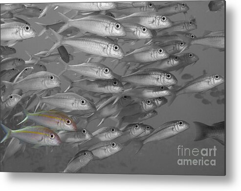Animal Art Metal Print featuring the photograph Yellowfin Goatfish #3 by Dave Fleetham - Printscapes