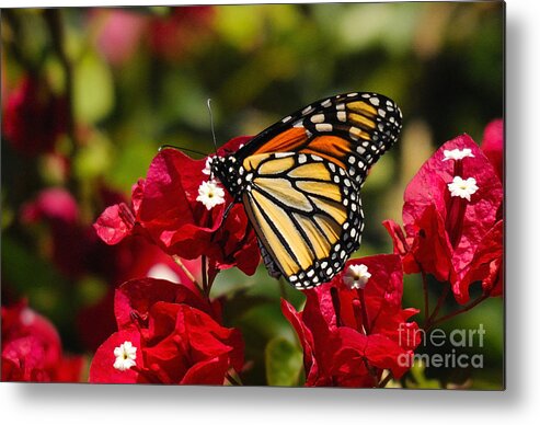 Butterfly Metal Print featuring the photograph Butterfly #31 by Marc Bittan