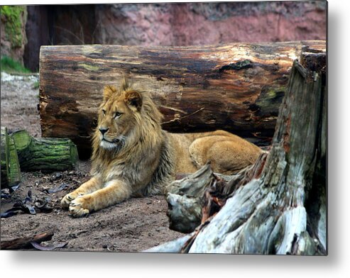 Hannover Zoo Germany Metal Print featuring the photograph Hannover Zoo GERMANY by Paul James Bannerman