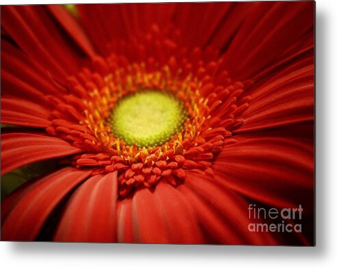 Gerber Daisy Metal Print featuring the photograph Flowers by Deena Withycombe