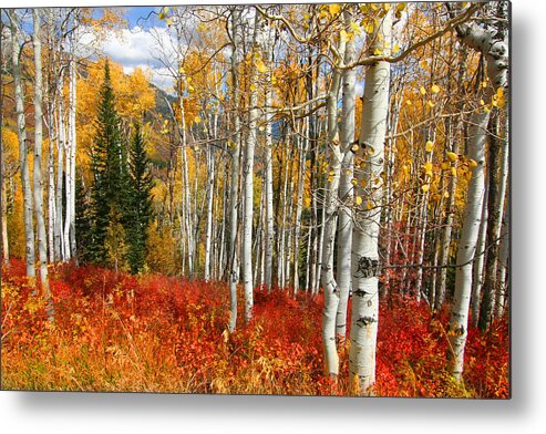 Autumn Metal Print featuring the photograph Rocky Mountain Fall #34 by Mark Smith