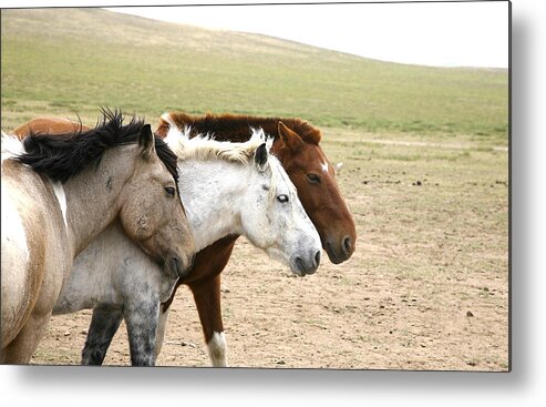 Mongolia Metal Print featuring the photograph 3horses by Marcus Best