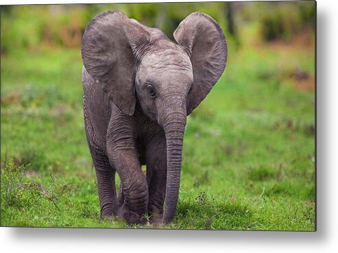 African Elephant Metal Print featuring the photograph African Elephant #4 by Jackie Russo