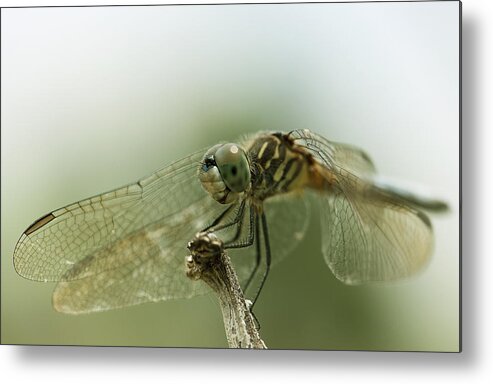 Artistic Metal Print featuring the photograph Dragonfly #4 by Gouzel -