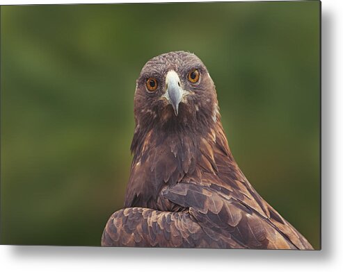 Animal Metal Print featuring the photograph Golden Eagle #4 by Brian Cross