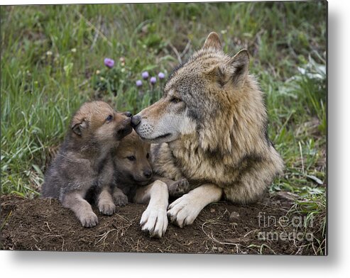 Gray Wolf Metal Print featuring the photograph Gray Wolf And Cubs #4 by Jean-Louis Klein & Marie-Luce Hubert
