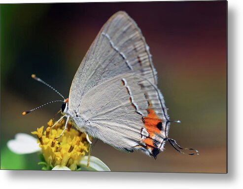 Photograph Metal Print featuring the photograph Hairstreak #4 by Larah McElroy