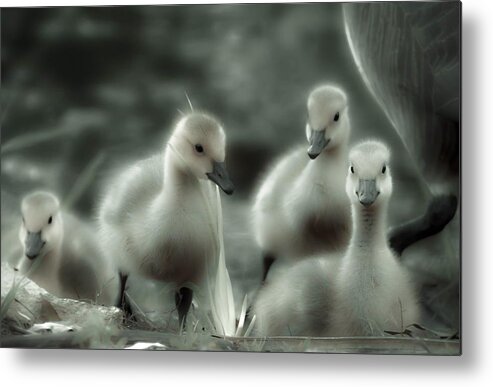 Goose Metal Print featuring the photograph 4 Hot Chicks by Abbie Loyd Kern
