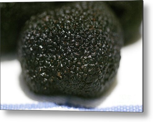 Botany Metal Print featuring the photograph Perigord Truffle Tuber Melanosporum #4 by Gerard Lacz