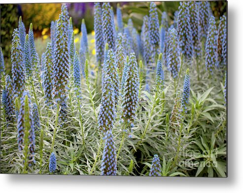 Echium Candicans Metal Print featuring the photograph Select Blue Pride-of-Madeira #4 by Anthony Totah