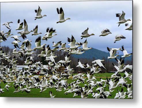 Wildlife; Birds Metal Print featuring the digital art Snow Geese In Skagit Valley #7 by Michael Lee
