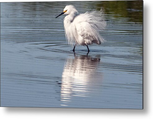 Snowy Egret Metal Print featuring the photograph Snowy Egret #6 by Tam Ryan