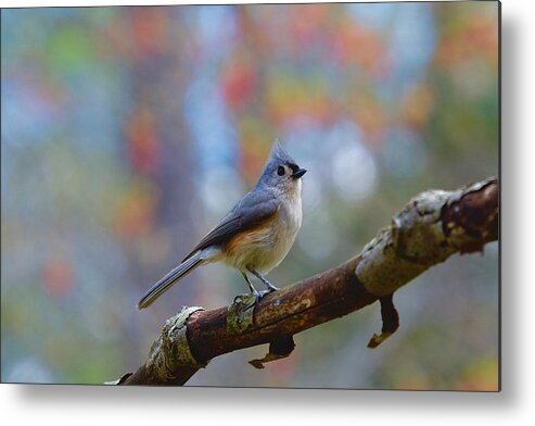 Tufted Titmouse Metal Print featuring the photograph Tufted Titmouse #4 by Robert L Jackson
