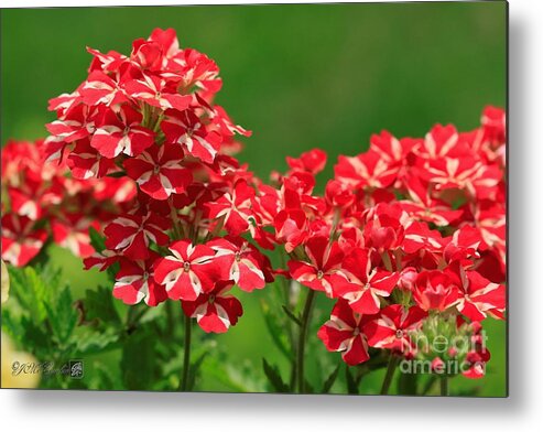 Mccombie Metal Print featuring the photograph Verbena named Voodoo Red Star #3 by J McCombie