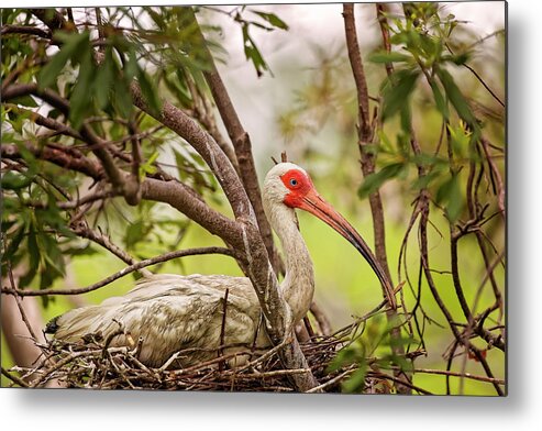 Albus Metal Print featuring the photograph White Ibis in Hilton Head Island #4 by Peter Lakomy