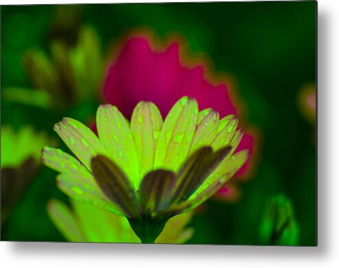 Flower Metal Print featuring the photograph Flower #41 by Sainuddeen Alanthi