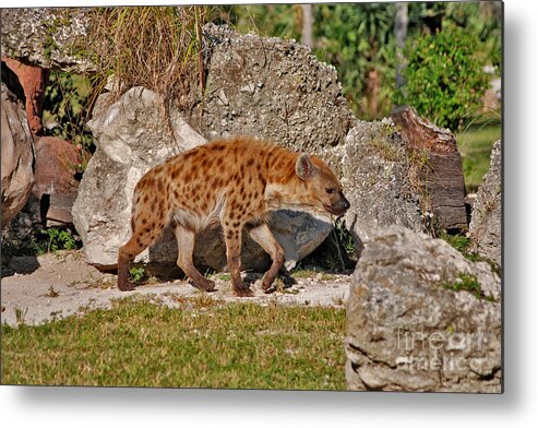 Spotted Hyena Metal Print featuring the photograph 47- Spotted Hyena by Joseph Keane