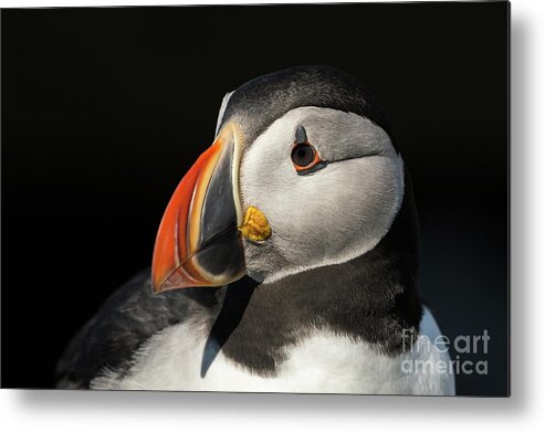 Atlantic Puffin Metal Print featuring the photograph Atlantic Puffin #1 by Craig Shaknis