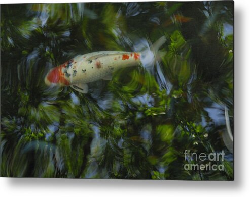 Koi Metal Print featuring the photograph The Koi Pond #5 by Marc Bittan