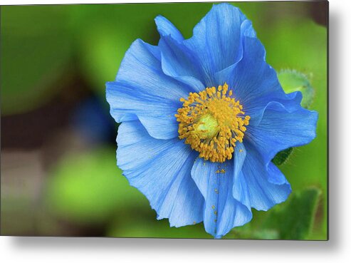 Flower Metal Print featuring the photograph Flower #56 by Jackie Russo