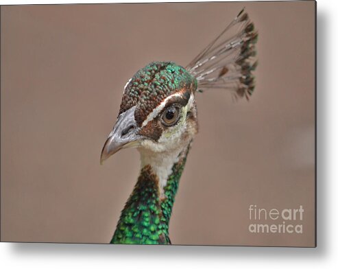 Peahen Metal Print featuring the photograph 59- Peahen by Joseph Keane