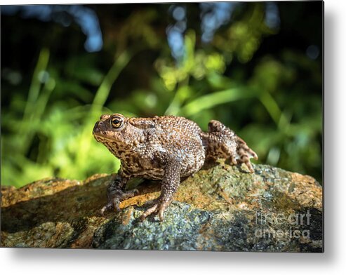 Background Metal Print featuring the photograph Amphibian, Common British Toad / Frog #6 by Jason Jones