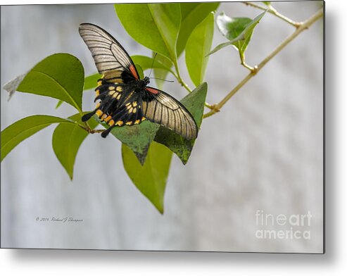 Butterfly Wonderland Metal Print featuring the photograph Butterfly #1 by Richard J Thompson