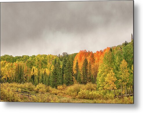 Aspen Trees Metal Print featuring the photograph Colorado Fall Foliage 1 by Victor Culpepper