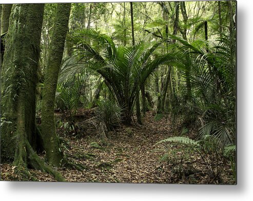 Rain Forest Metal Print featuring the photograph Tropical jungle #6 by Les Cunliffe
