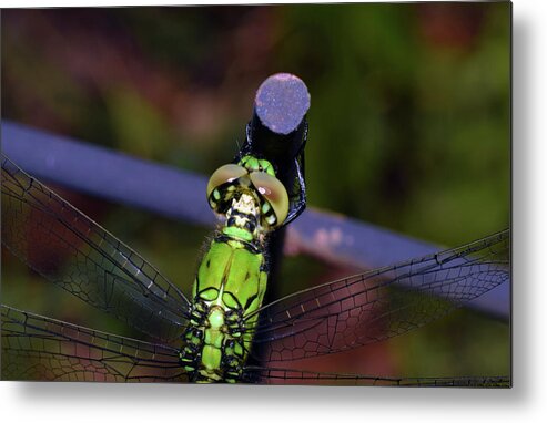 Photograph Metal Print featuring the photograph Dragonfly #7 by Larah McElroy