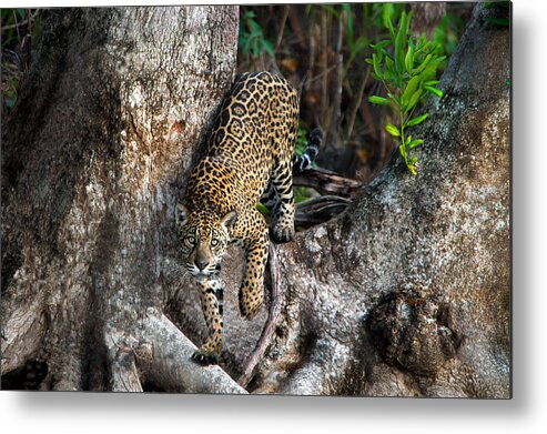 Photography Metal Print featuring the photograph Jaguar Panthera Onca, Pantanal #7 by Panoramic Images