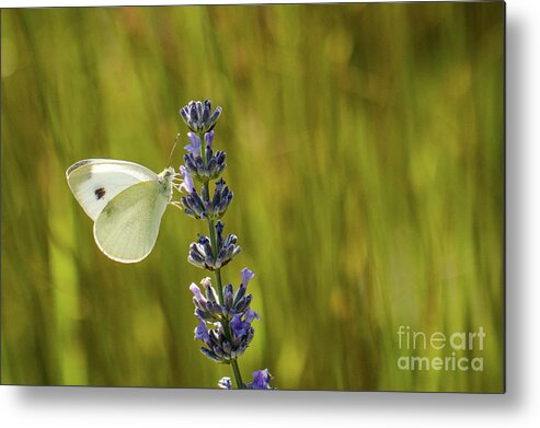 Animal Metal Print featuring the photograph Pieris brassicae, the large white, also called cabbage butterfly by Amanda Mohler