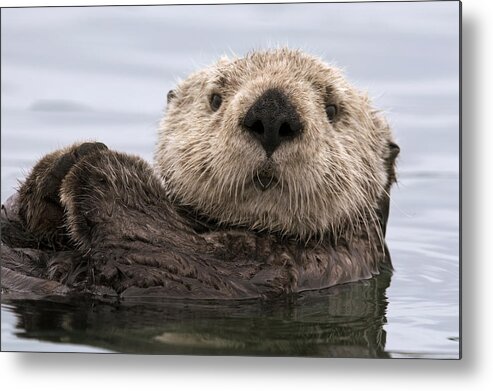00429873 Metal Print featuring the photograph Sea Otter Elkhorn Slough Monterey Bay #7 by Sebastian Kennerknecht