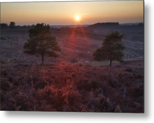 Rockford Common Metal Print featuring the photograph New Forest - England #78 by Joana Kruse
