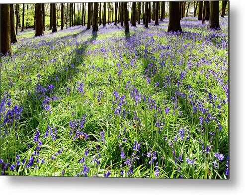 Bluebells Metal Print featuring the photograph Bluebell Woods #8 by Colin Rayner