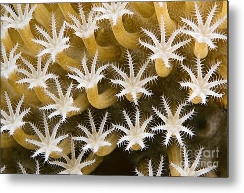 Abstract Metal Print featuring the photograph Malaysia, Marine Life #8 by Dave Fleetham - Printscapes