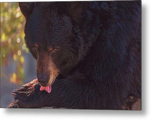 Animal Metal Print featuring the photograph Black Bear #9 by Brian Cross