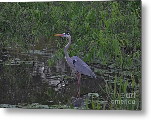 Great Blue Heron Metal Print featuring the photograph 9- Great Blue Heron by Joseph Keane