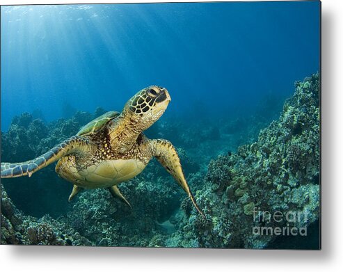 Animal Art Metal Print featuring the photograph Green Sea Turtle #9 by Dave Fleetham - Printscapes
