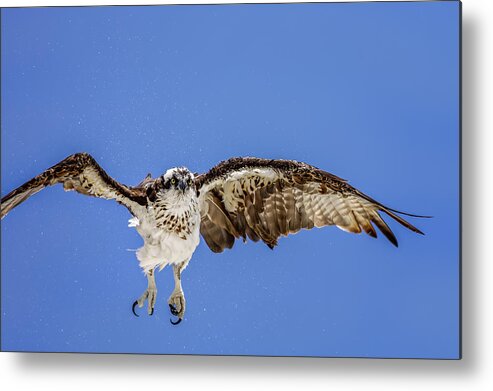 Naples Metal Print featuring the photograph Osprey by Peter Lakomy