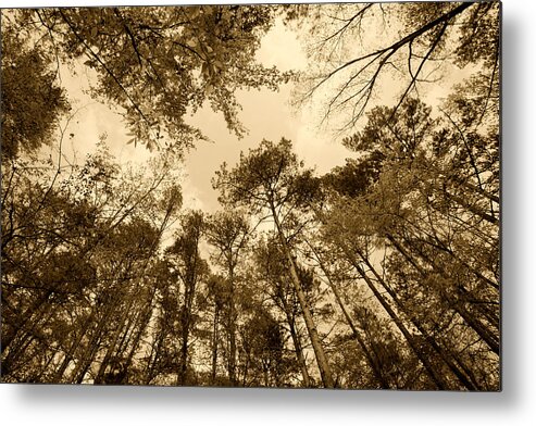 Trees Metal Print featuring the photograph Scenic Forest Trees from East Texas Photograph Picture Fine Art #9 by M K Miller