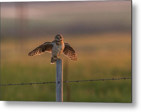 Burrowing Owlet Metal Print featuring the photograph A Balancing Act by Yeates Photography