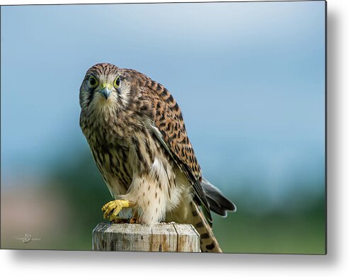 Kestrel Metal Print featuring the photograph A beautiful young kestrel looking behind you by Torbjorn Swenelius